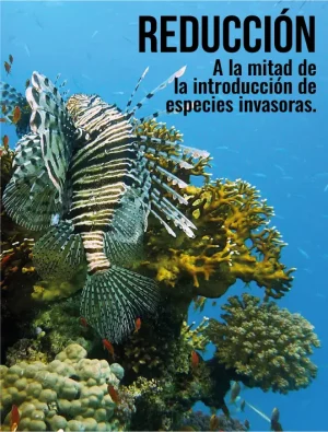 objetivo km2